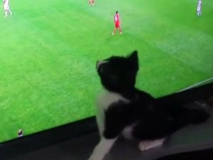 Fanatik Kedinin Dünya Kupası Tutkusu