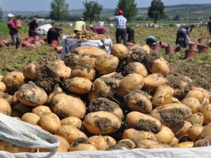 Patates Hasadı Yüzleri Güldürdü