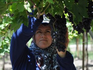 Erkenci Üzüm Hasadı Başladı