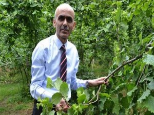 Giresun Ziraat Odası’ndan Üreticilere Rekolte Uyarısı