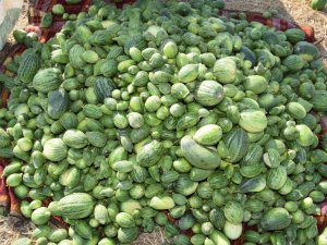 Adı "Şelengo" : Hasadı Başladı
