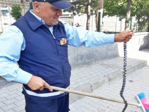 Camide Yılan Paniği