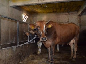 Trabzon’da Bu Yıl 222 Çiftçiye 6 Milyon 660 Bin Tl’lik Hibe Desteği