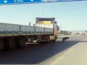 Şehre İnen Domuz, Sürücülere Zor Anlar Yaşattı