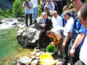 Artvin’de 20 Bin Adet Alabalık Yavrusu Dereye Bırakıldı