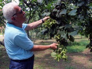 Fındık Üreticisine Hasat Uyarısı