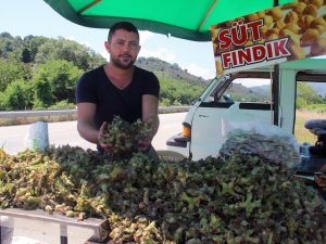 Yaş Fındık Pazara İndi