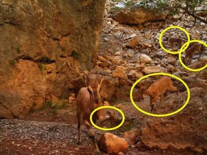 Ayağı Kırık Da Olsa Yavrusunu Bırakmadı