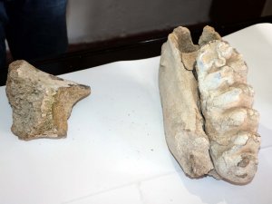 Yozgat’ta Bulundu: En Az 8 Milyon Yıllık Olduğu Sanılıyor