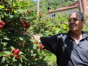 Giresunlu Çiftçi, Yenilikçi Çalışmalarıyla Örnek Oldu