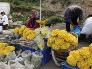 Giresun Yaylalarında Yetişen Bitkiler Yöre Halkının Geçim Kaynağı