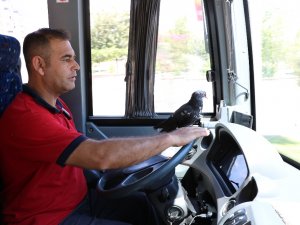Bu Halk Otobüsünün Muavini Güvercin