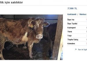 Bedelli Askerlik İçin İneğini Satıyor