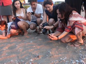 Caretta Carettalar Rekor Kırdı