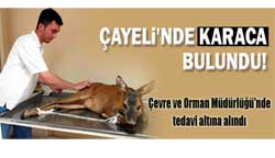 Karaca Koruma Altında