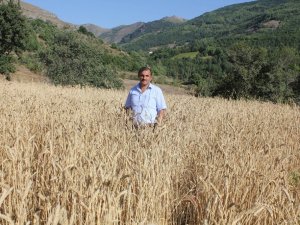 Gümüşhane’de Kuşlar İçin Ekilen Tarlalar Başak Verdi