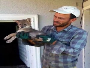 Kümesine Dadanan Çakala Nasihat Etti