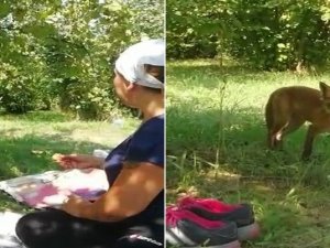 Bahçede Karşılaştığı Tilkiyle Sohbet Etti