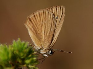 Gümüşhane Kelebeklerine Yeni Bir Tür Daha Eklendi