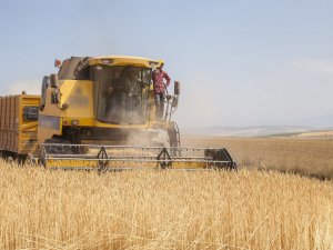 Buğday, Arpa, Mısır Ve Pirinç İthalatında Tarife Kontenjanı Açıldı