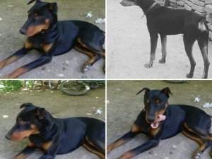 Köpeğini Bulana 7 Bin Tl Ödül Verecek