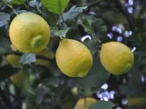 Limonun Ateşini Hasat Düşürecek