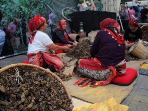 Fındığın Başkenti Giresun’da Fındık Festivali Düzenlendi