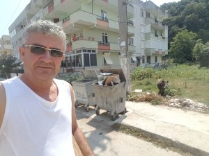Yaban Domuzuyla Selfie