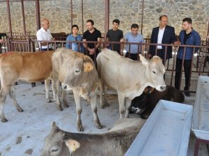 Gümüşhane’de Genç Çiftçilerin Düveleri Teslim Edildi