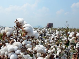 Çukurova’da ‘Beyaz Altın’ Eski Günlerine Dönüyor