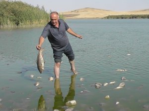 Konya’da Korkutan Balık Ölümleri