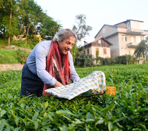 Sütlüce Festivali Yapıldı, Başkan Demircan Köyünde Çay Topladı
