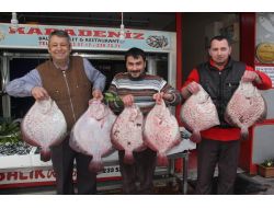 Sezonun İlk Kalkan Balıkları Tezgahlarda