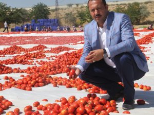 Tonlarca Domates Kurutulup Dünyaya Satılıyor