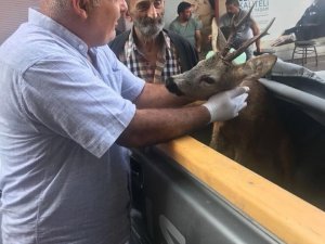 Trabzon’da Yaralı Karaca Tedavi Altına Alındı