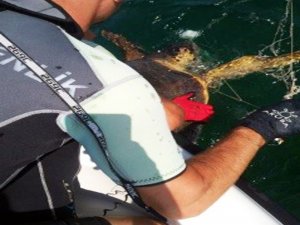 Caretta Carettayı Sahil Güvenlik Kurtardı