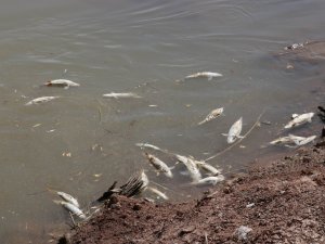 Kızılırmak’taki Balık Ölümleriyle İlgili İnceleme Başlatıldı