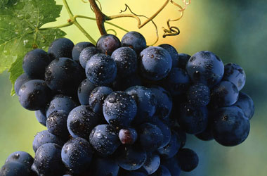 Kansere siyah üzümlü çözüm