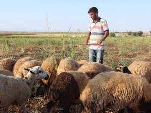 Çobanlık Yaparken Hazırlandı, Diş Hekimliğini Kazandı