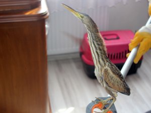 Nesli Tükenmekte Olan Kuş Eve Sığındı