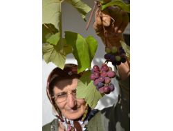 Kasım Ayında Üzüm Verdi