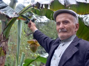 Karadeniz’de Muz Yetiştirdi