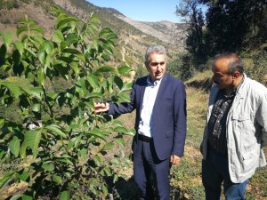 Gümüşhane Ceviz Vadisi Olma Yolunda Hızla İlerliyor