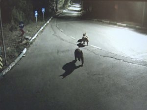 Aç Kalan Sakat Ayı Ve Yavruları Şehre İndi