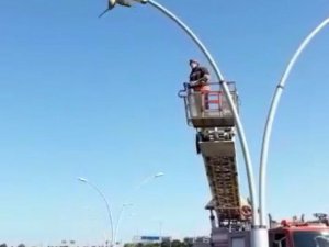 Sokak Lambasına Ayağı Takılan Martı Kurtarıldı