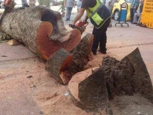 Rize Belediyesi’nden Kesilen Çınar Ağacı İle İlgili Açıklama Yapıldı