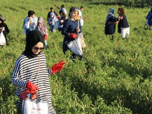 İsot Festivali Renkli Görüntülerle Başladı