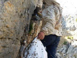 Firari Arıların İzini Sürerek Bal Topluyor