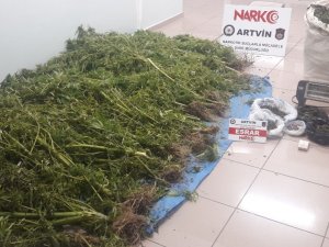 Artvin’de Uyuşturucu Operasyonu
