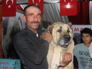 Sivas Günleri’nin İlgi Odağı 100 Kiloluk Kangal